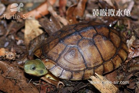 柴棺龜特徵|黄喉拟水龟